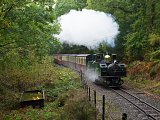 Earl of Merioneth in the woods