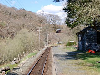 The tree in Summers past